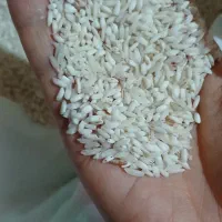 برنج قلوه مخلوط با برنج هاشمی