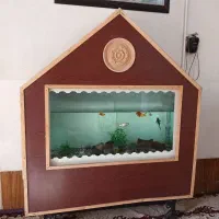 آکواریوم|ماهی|فسا, |دیوار