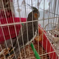 عروس هلندی نروماده|پرنده|مشهد, ایثارگران|دیوار