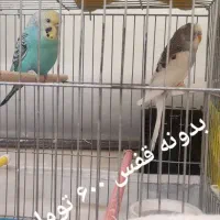 مرغ عشق|پرنده|سراب, |دیوار