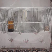 ۸عدد عروس هلندی  فوری فوری