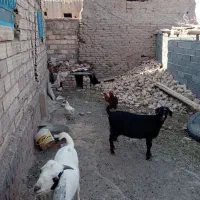 فروش دام|حیوانات مزرعه|دامغان, |دیوار