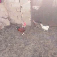 فروش سه راس خروس محلی خوب و عالی|حیوانات مزرعه|شیراز, حومه شیراز|دیوار