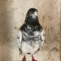 کبوتر|پرنده|رشت, لاکان شهر|دیوار