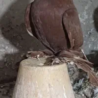 کبوتر نر|حیوانات|تبریز, |دیوار