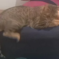 گربه