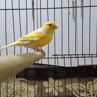 قناری نر مست