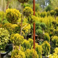 واگذاری گلخانه گلهای زینتی