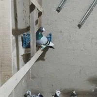 کبوتر|پرنده|شیروان (خراسان), |دیوار