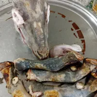 کله پاچه