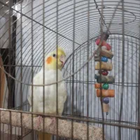 جوجه عروس هلندی خوشکل وزیبا لوتینو چشم شرابی