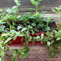 گل طبیعی|گل و گیاه طبیعی|هرسین, |دیوار