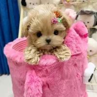 فستیوال توله های اپارتمانی