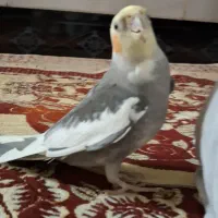 عروس هلندی گم شده
