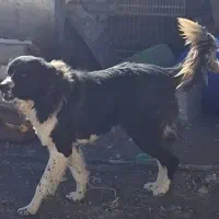 توله سگ قهدرجانی