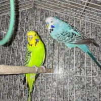 معاوضه مرغ عشق انگلیسی با مینا ماده|پرنده|تهران, بهمن یار|دیوار