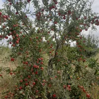 اجاره دادن باغ دارای ۷۰۰ درخت روستای مشگین شهر|اجارهٔ کوتاه‌مدت ویلا و باغ|مشگین شهر, |دیوار