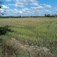 5 هزار متر زمین شالیزار/مکانیزه در لفمجان|فروش دفتر صنعتی، کشاورزی، تجاری|لاهیجان, لفمجان|دیوار