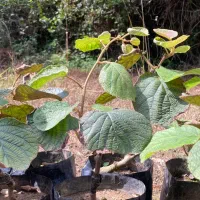 نهال کیوی هایوارد