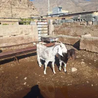 بزپاکستانی