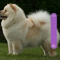 واگذاری سگ چاو چاو تربیت شده باشماسنامه