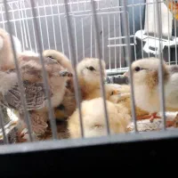 جوجه های ۵ و ۱۵ روزه برهما