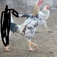 سه عدد خروس لاری