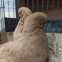 کبوتر لانگ و بخارا|پرنده|میبد, |دیوار