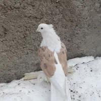 کفتر دوکت نقش