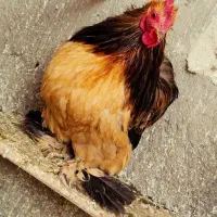 یک عدد خروس زینتی