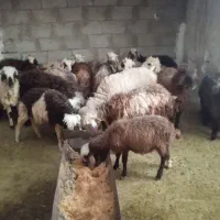 فروش میش و کره|حیوانات مزرعه|خورموج, |دیوار