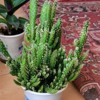 گل سانسوریا مینیاتوری توپی نازنازی شمعدانی صخره ای