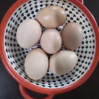 تخم مرغ محلی مرغوب