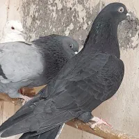 کبوتر پرشی فقط دونه ای ۲۰۰تومن|پرنده|قم, تعویض پلاک|دیوار