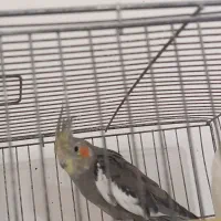 عروس هلندی سینامون مولد|پرنده|آذرشهر, |دیوار