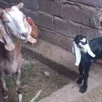 بز فروشی|حیوانات مزرعه|بم, |دیوار