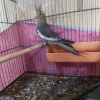 عروس هلندی|پرنده|کارون, |دیوار