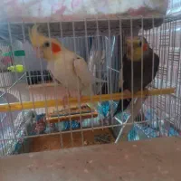 عروس هلندی مولد