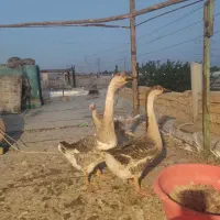 قوغاز