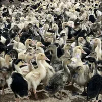فروش اردک محلی یک ماهه