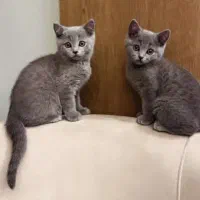 گربه بریتیش