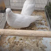 جفت کبوتر سفید همدانی|پرنده|فولادشهر, مسکن مهر فولادشهر|دیوار