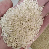 برنج کامفیروزی، بهترین عطر و طعم. به شرط پخت