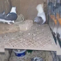 کفتر