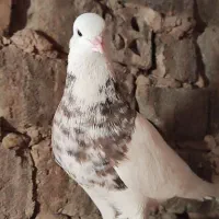 کبوتر طوقی
