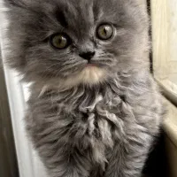 بچه گربه اسکاتیش