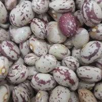 لوبیا چیتی دشت بکان درجه یک