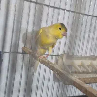 قناری نر بسیار زیبا|پرنده|اندیشه, اندیشه فاز ۱|دیوار