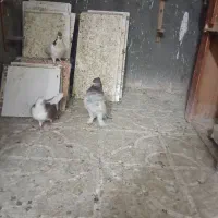 کفتر