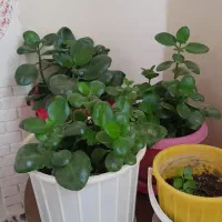 گل های طبیعی زیبا|گل و گیاه طبیعی|دشتابی, |دیوار